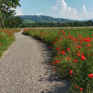 Pedaliamo alle Caprette - Gratuita